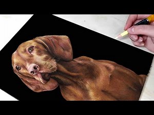 Drawing dog (Braque Hongrois) - polychromos pencils