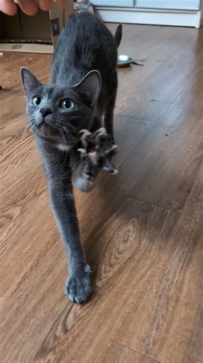 Marble moves her babies into a new house, allows me to pat them, and I ask for naming ideas for the kittens. #vokra #foster #kittens #catrescue #nameideas #catlovers #newwest | Michael Sheldrake