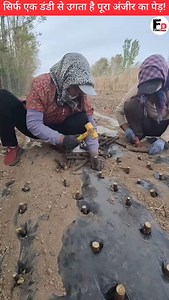 423 reactions · 167 shares | सिर्फ एक डंडी से उगता है पूरा अंजीर का पेड़! | Filmi Duniya | Facebook