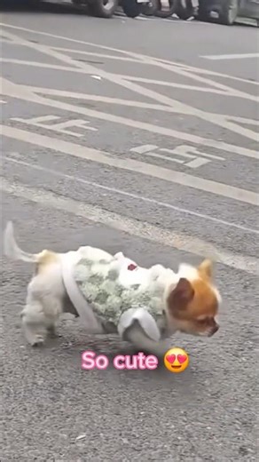 Tiny Paws, Big Bounce! 🐾💛
