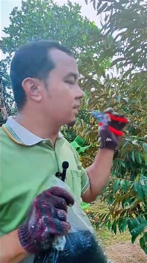 Baja durian Eropah Premium saurieng2305ads3