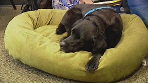 Schools' anti-bullying plan includes cell phone search