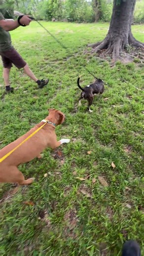 A2065620 Stewie temp test 2 with large male