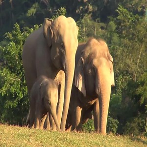 19K views · 3.2K reactions | Happy Birthday 1 Year Anniversary To Baby Elephant Chaba | Elephant' Life | Facebook