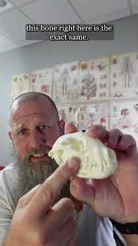 Zygomatic and jugal bones. #anatomy #science #stem #biology