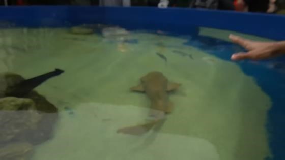 Giant 6ft Tiger Fish In The Pond – Biggest Ever Seen