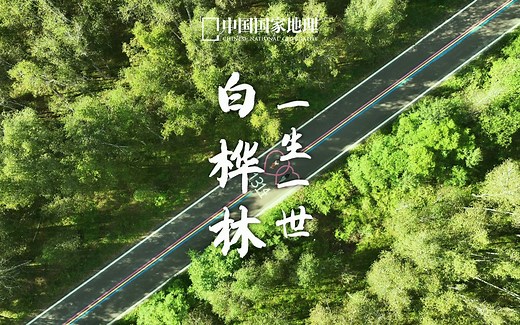 白桦林｜一见钟情不隐藏，两颗心才不孤单