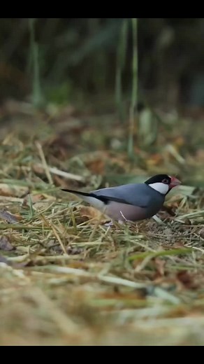 Birds Nature Official on TikTok