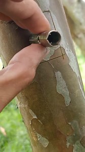 369 reactions · 38 shares | several grafting and bud grafting techniques on fruit plants #graftingtechniques #budgrafting #graftingfruittree #graftingplants | Abi Garden | Facebook