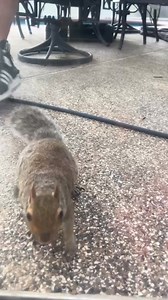 2.5K views · 18 reactions | Someone should save that squirrel | Bennys Blog | Facebook