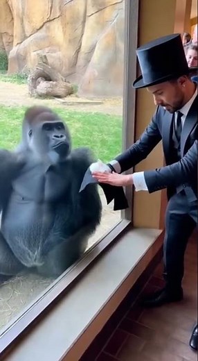 Mind-Blowing Magic Trick Leaves Gorilla Speechless! 🦍✨ Unexpected Reaction!