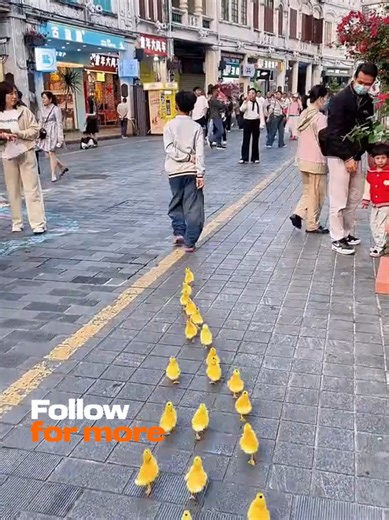 🌹 public place Ducks baby 🌹#duck #animals #inspiration #like #sosialexperiment