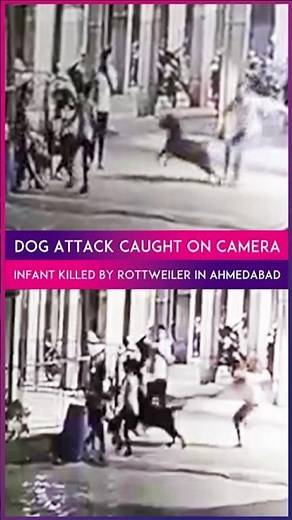 Ahmedabad Dog Attack: 4-Month-Old Girl Mauled To Death By Pet Rottweiler, Disturbing Video Surfaces