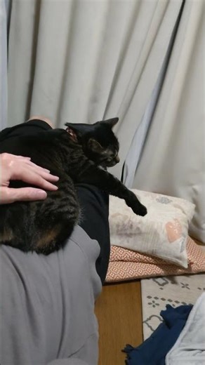 The second you stop petting Shiki… 😂 #Shorts