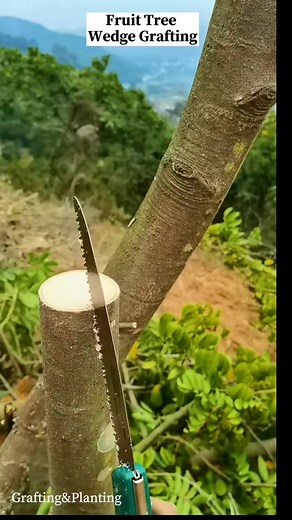 84K views · 692 reactions | Fruit tree Wedge Grafting #graftingtechniques #grafting #fruittree | Grafting Planting | Facebook