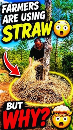 Farmers Are Using Straw... But Why? 🤔 #mulching #soilhealth #plantgrowth #waterSaving #farmhack