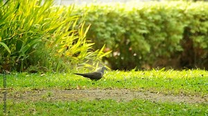spotted dove is walking on the grass in the garden