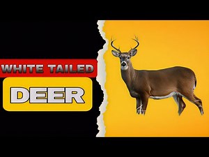 White-Tailed Deer Exposed | The Hidden Behaviors You Never Knew