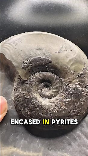 I Can’t BELIVE I Found THIS! #fossilhunting #fossil #geology #whitbyfossils #paleontology