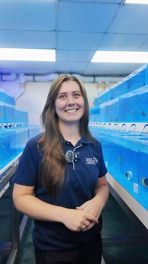 🎥 Mel’s back with some fin-tastic facts! 🐠💙 This time, she’s diving into the stunning Chinese Blue Line Angelfish — a true showstopper with attitude and elegance to match. ✨ Hit play and learn what makes this beauty such a standout in the reef! 🌊 #TropicalMarineCentre #FishFactFriday #ChineseBlueLineAngelfish #MarineLife #ReefKeepingMadeEasy | Tropical Marine Centre