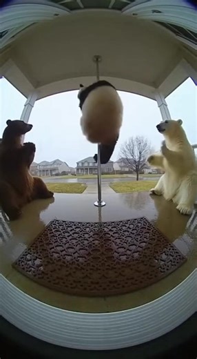 #funny #funnybear #bear #viraltiktok #funnyanimals | Funny Bear Clips