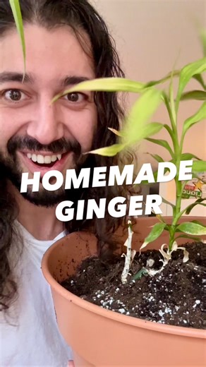 1.8M views · 41K reactions | Homemade ginger from just one piece! 朗 #lifehacks #upcycle #diy #ginger #howto #gardening #plants #kitchenhacks | creative explained | Facebook