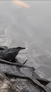 37K views · 1.1K reactions | This clever green heron uses bread as the ultimate fish lure to hunt for fish. Notice how it retracts the bait when approached by larger fish.  birdslovers212 | Roar Wildlife News | Facebook
