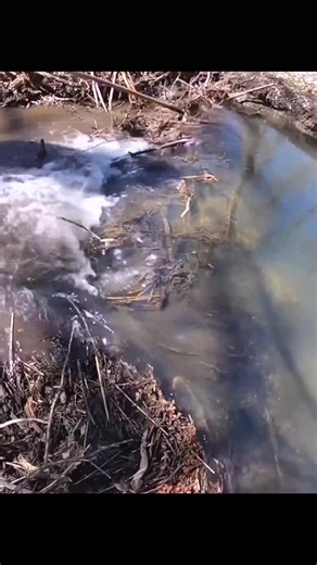 One man vs. the beaver’s engineering masterpiece 🦫💪 | Johnathon Schaden