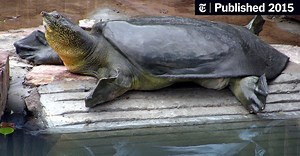 Scientists Make Novel Attempt to Save Giant Turtle Species (Published 2015)