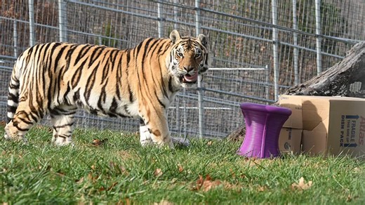 Thanksgiving Treats for Our Tigers! 🦃🐯 Today is one of our favorite enrichment days of the year—Thanksgiving! And while most families are carving turkeys at the dinner table, our animal care team is serving them up a little differently. We’re excited to share a special video of our tigers enjoying their Thanksgiving turkeys—a seasonal enrichment treat that brings out their natural instincts and gives them a healthy dose of excitement. Moments like these are not just fun to watch; they play an 