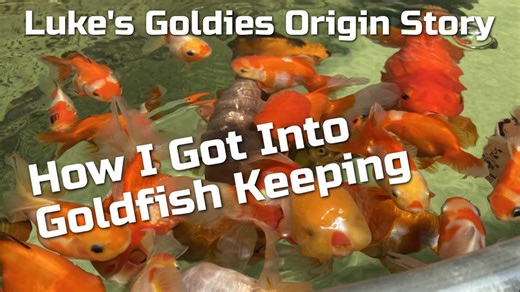 My Goldfish Story: From First Tank To Breeding Passion