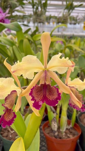 🍃Wherever life plants you, bloom with Grace 🍃 it’s almost summer and the C. dowiana’s will be flowering very soon here at the nursery!🌱C. dowiana is a species endemic to Costa Rica and Colombia. Discovered in 1850, this species is undoubtedly a favorite amongst Cattleya Collectors and has been for generations! It’s easy to see why! This reel shows C. dowiana in its normal yellow form and also the rare rosita variety! ֎֎֎#cattleya #cattleyaspecies #cattleyadowiana #dowiana #dowianarosita #orch