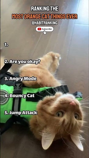 Ranking the Most Orange Cat Things Ever 🐱🧡