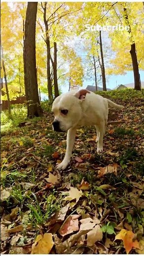 Happy Dogs Running Free in the Park @educationnmotivation