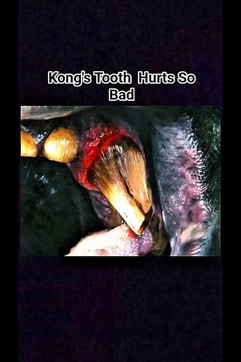 kong's Tooth Hurts So Bad. #godzilla #kong #trending #viral #shorts