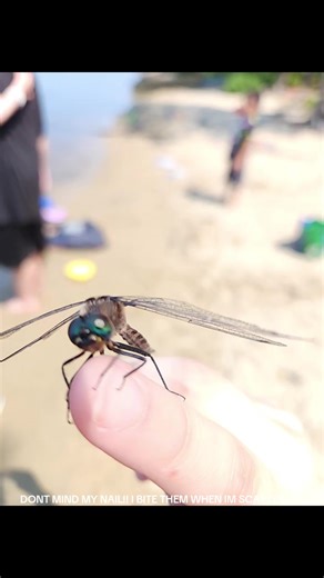 Caring for My Pet Dragonfly: A Short Adventure