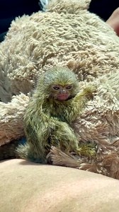 133K views · 1.3K reactions | Cute Marmoset #baby #monkey #pet #animals | Entertainment | Facebook