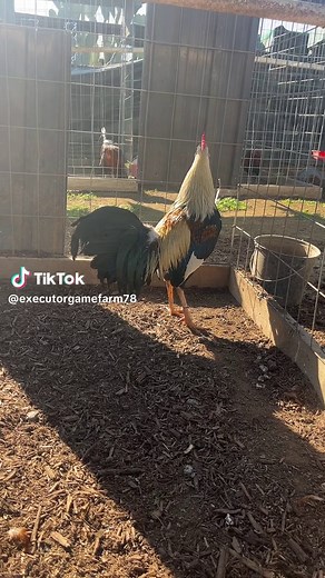Executor Game Farm (@executorgamefarm78)’s videos with original sound - Executor Game Farm