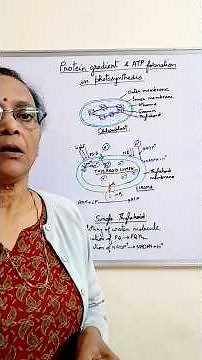 Proton gradient and ATP formation in photosynthesis /photophosphorylation