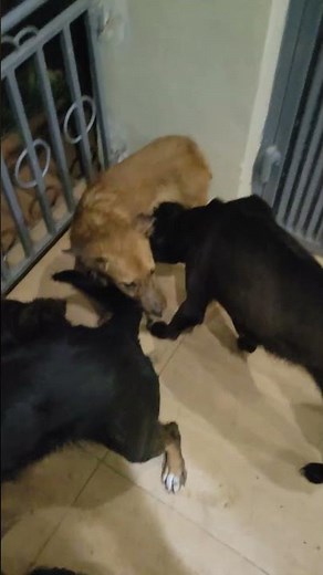 The Ultimate Kenyan dog pack unique dog breeds in kenya