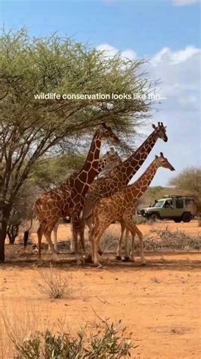 Fahlo on Instagram: "So what does wildlife conservation really look like? Wildlife conservation is both emotionally and physically demanding! With long days, harsh weather conditions, and heavy-duty manual labor, there’s a great deal of fortitude required to help protect these majestic creatures. Shoutout to @blakemoynes and @somali_giraffe_project for giving animals their all, one mission at a time.🦒💛"