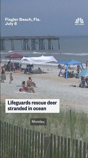 Lifeguards rescue deer stranded in ocean