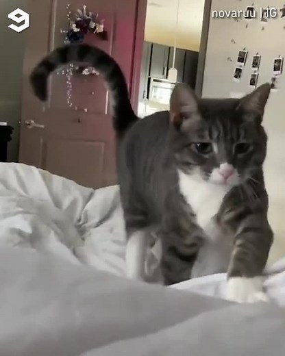 9GAG: Go Fun The World | Who needs a valentine when you have this🥺⠀ 📹 @novaruu⠀ -⠀ #cat #morning #9gag | Instagram