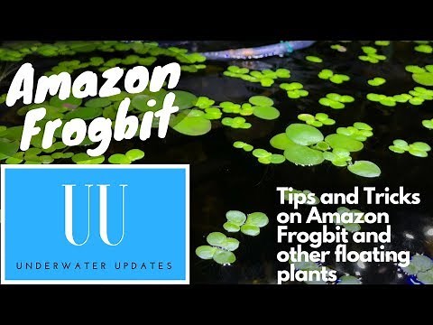 Amazon Frogbit: TIPS and TRICKS