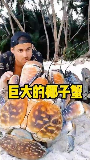 陆地上最大的螃蟹 #有趣 #科普 #椰子蟹 #螃蟹 #全球看点