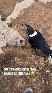 “How do I get crows to bring me gifts?” We get this question quite a bit. I always say first be careful what you wish for 😆 Corvid culture is very different than our human concept of culture, and the term gift is quite loose. Those who study the family of crows and ravens aren’t really sure why they leave items, but we do know that they can pick up random objects often, set them down, leave them behind, lather-rinse-repeat. There’s two ways to think about it: no, corvids are not like us. They d