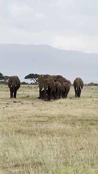 Relaxing Elephant Migration in 4K – Nature’s Golden Hour #wildlife #naturesounds #wildworld