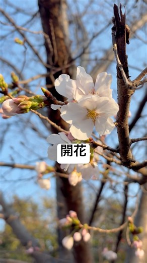 The cherry blossoms have started to bloom! 🌸 #blooming #sakura #sakura