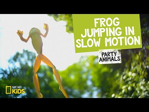 Frog Jumping in Slow Motion | Party Animals