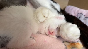 487K views · 1.8K reactions | Did you know that all cats are born...